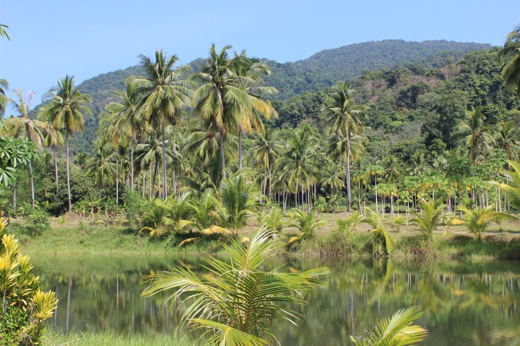 rain forest, palm trees, river-273780.jpg